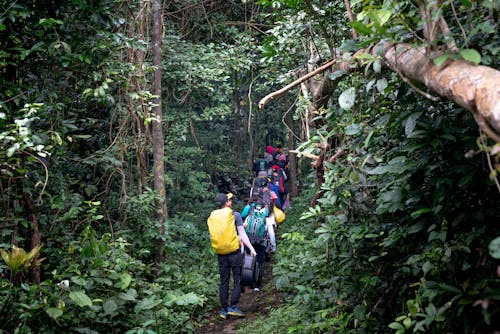 Group of tourists walking through tropical forest