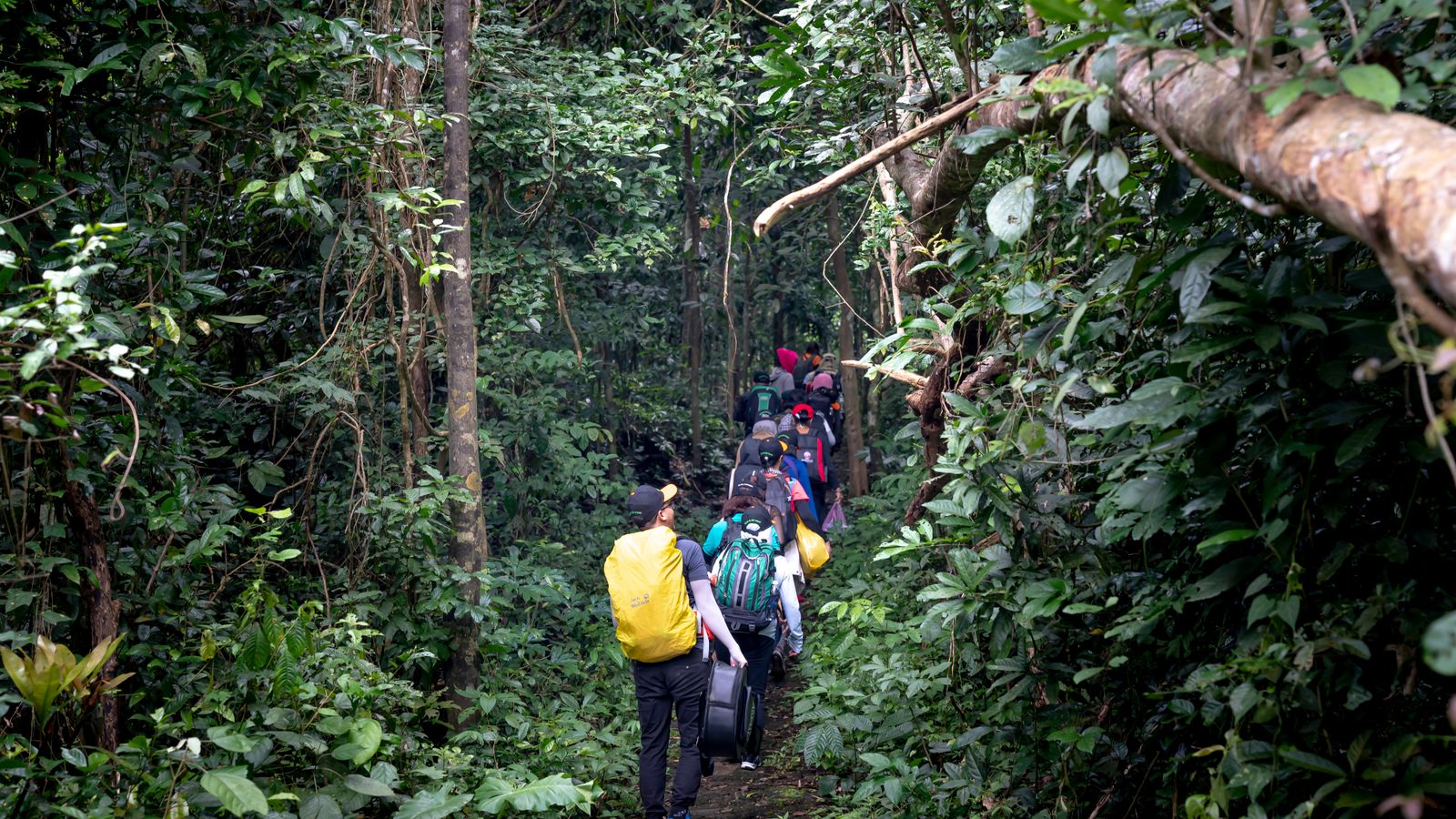 Group of tourists walking through tropical forest, Sao Tome and Principe