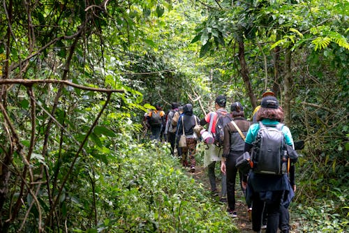 Back view of unrecognizable backpackers strolling on pathway between lush greenery in tropical woods