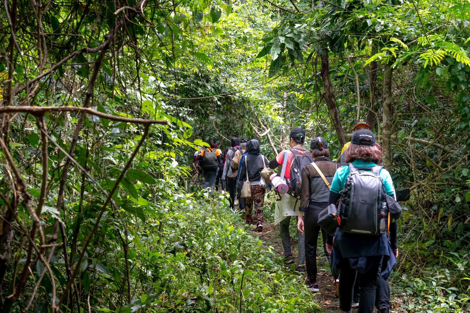 Jungle trail leading through dense forest in Southeast Asia