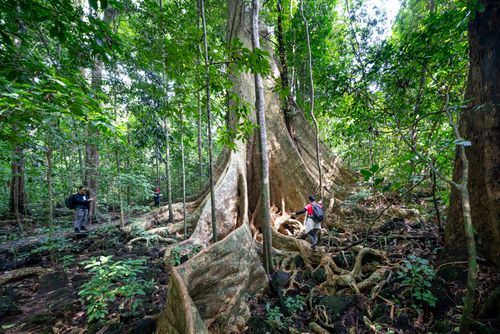Free Backpackers strolling around huge tree with big roots in lush green rainforest while trekking Stock Photo