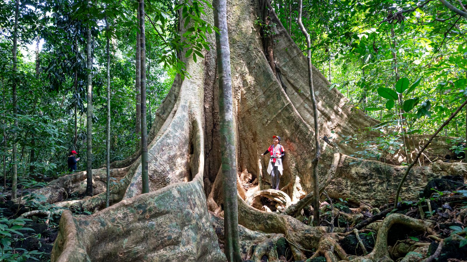 Travelers exploring forest with huge tall tree, Liberia
