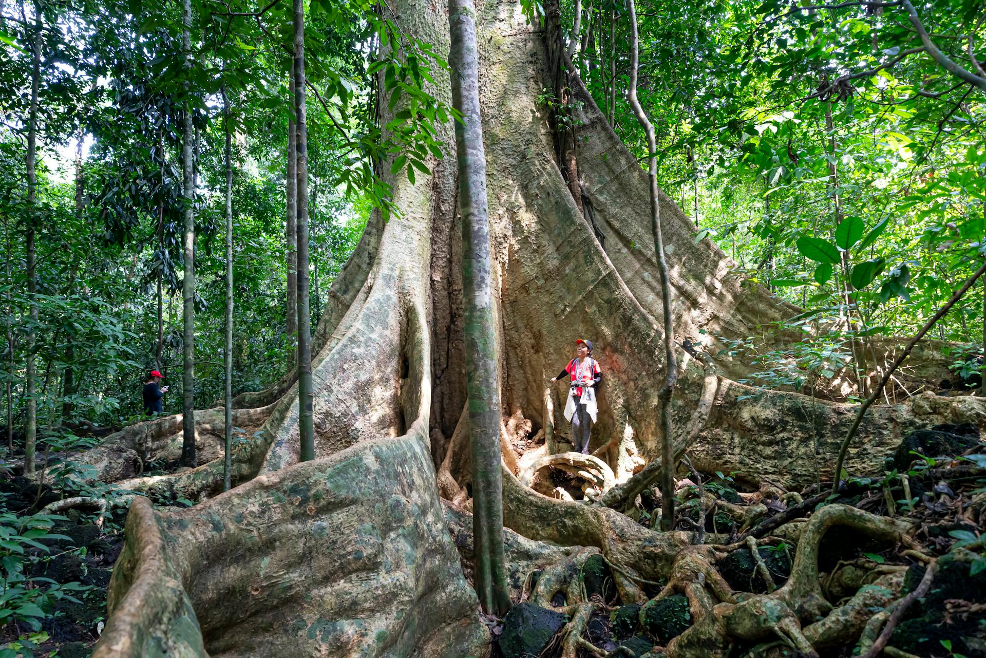 Hikers walking around tree with giant roots and trunk growing in green lush tropical woods