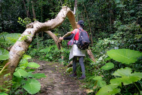 Back view of anonymous female traveler walking on footpath between tropical trees and bushes in forest
