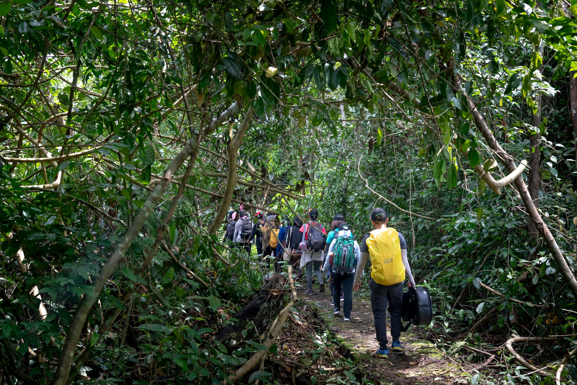 Back view of unrecognizable tourists with backpacks strolling on pathway among lush tropical rainforest