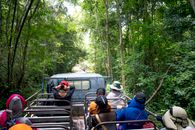 Travelers exploring green exotic woods in truck