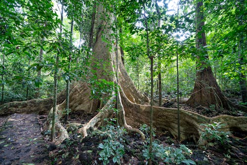 Massive tree with huge roots growing in forest with lush foliage in national park Cat Tien in Vietnam on summer time