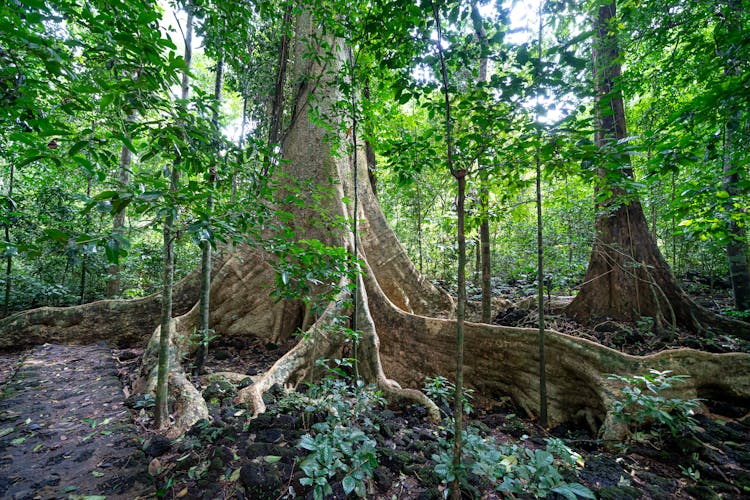 Tall Tree Trunk In Forest