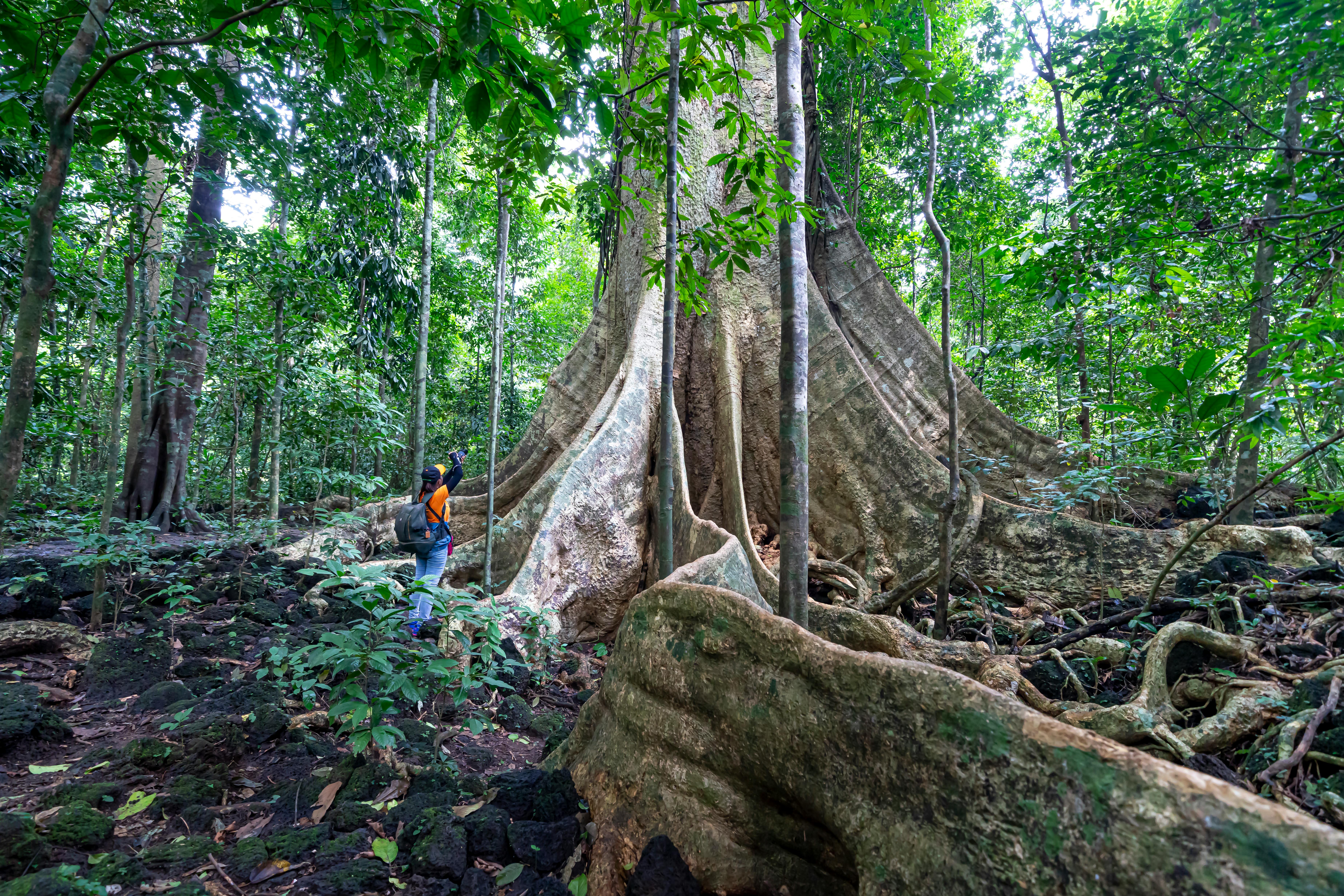 unrecognizable traveler near tall tree in rainforest