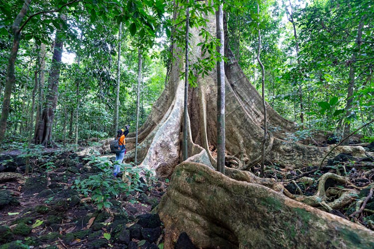 Unrecognizable Traveler Near Tall Tree In Rainforest