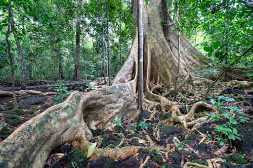 Tall tree trunk with massive roots on ground with leaves growing in famous national park Cat Tien with deciduous plants