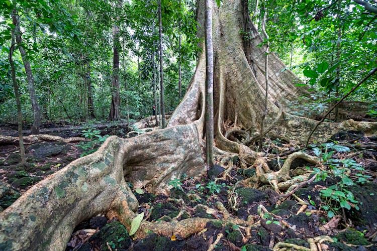 Roots Of Big Tree In Nature