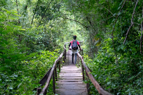 Free Full body back view of anonymous hiker standing on wooden pathway surrounded with lush green trees in nature during journey Stock Photo