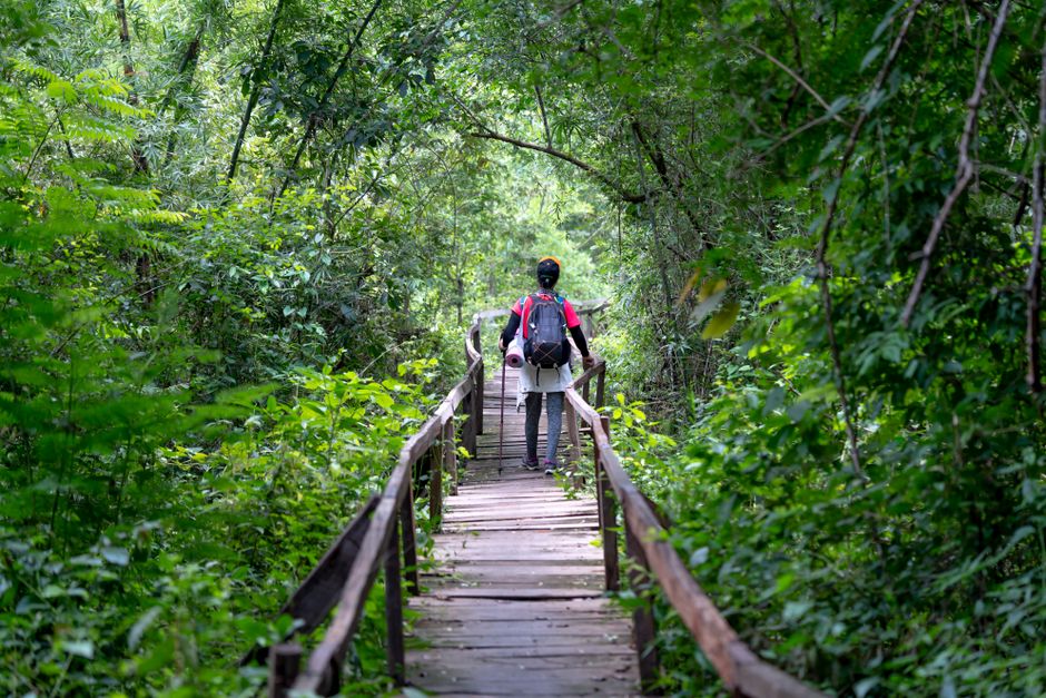 Full body back view of anonymous hiker standing on wooden pathway surrounded with lush green trees in nature during journey