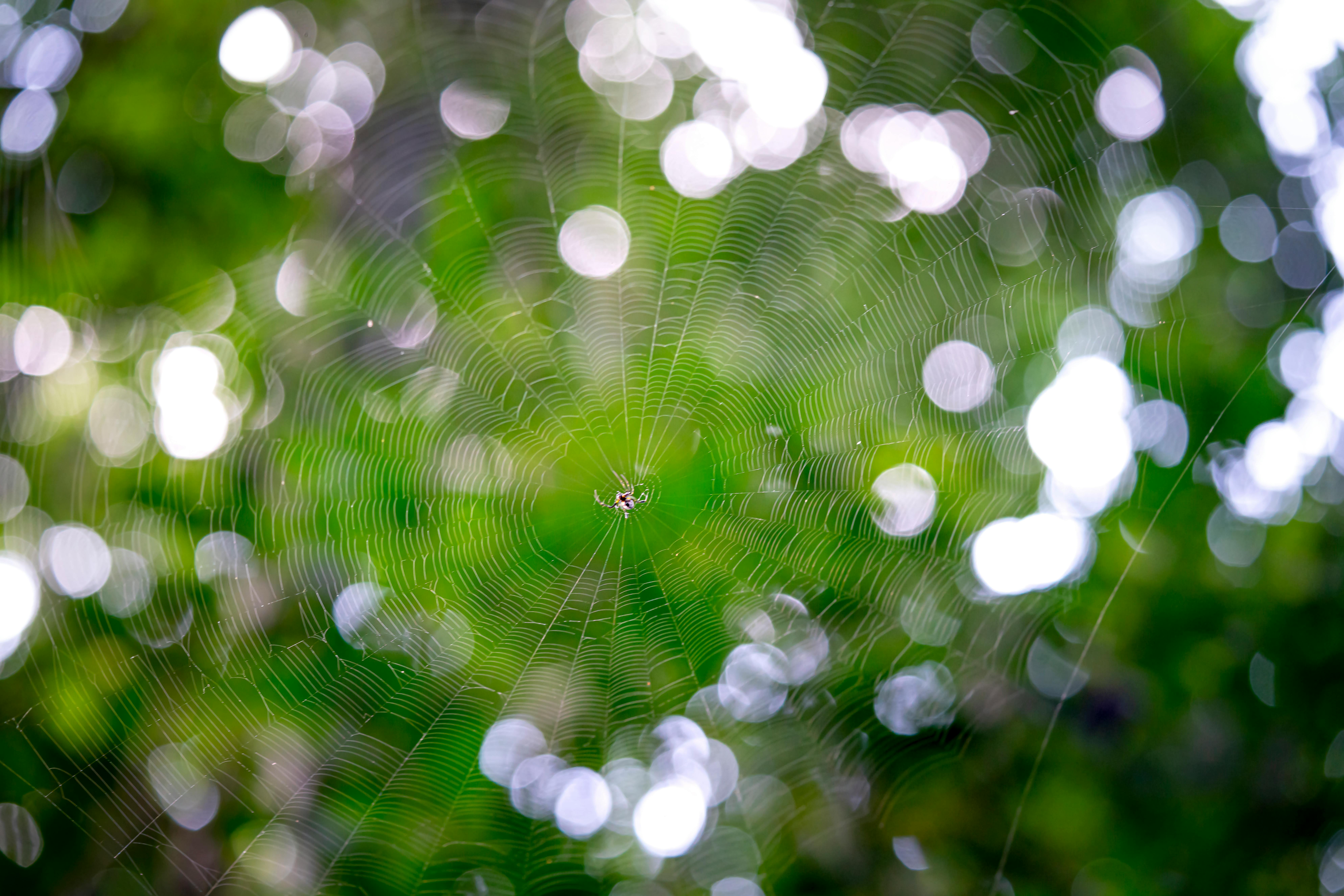 Église Saint-Marc à Zagreb avec son toit coloré