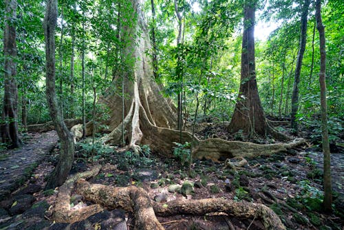 Tall trees with big roots in forest