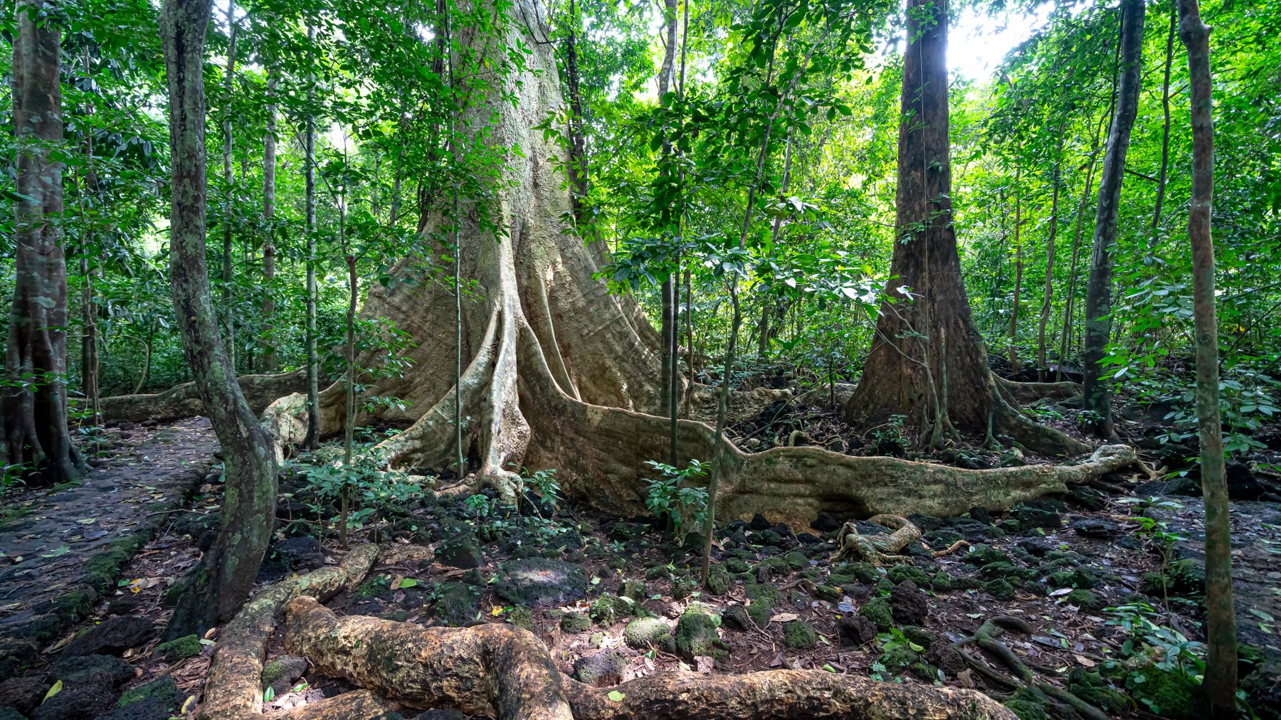 Picturesque scenery of tree trunks with massive roots growing in national park Cat Tien in forest with green leaves on b