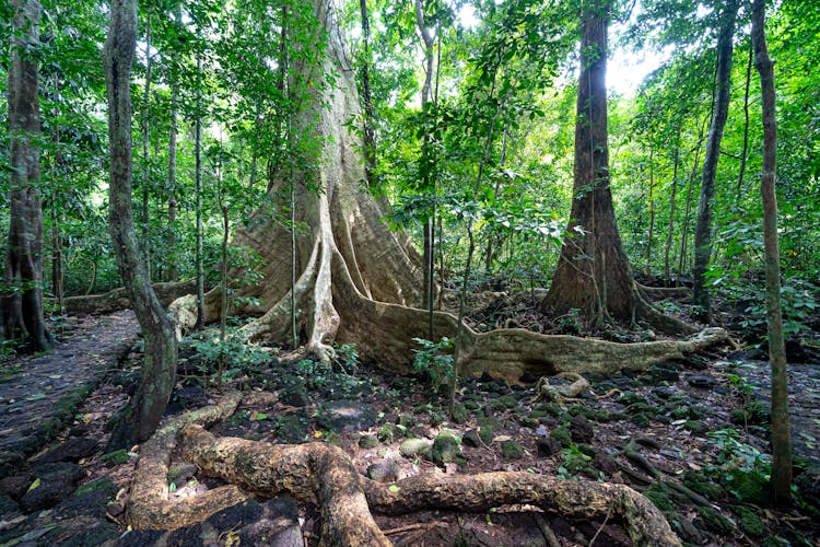 Tall Trees With Big Roots In Forest