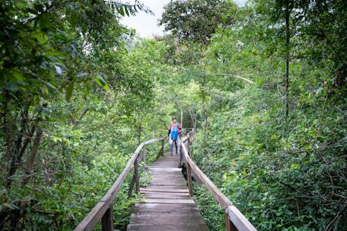 Distant backpacker strolling on wooden footpath with railings between forest with green trees in nature during summer adventure in tropical woods