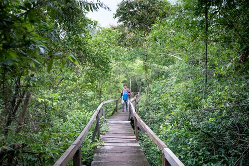 Free Distant backpacker strolling on wooden footpath with railings between forest with green trees in nature during summer adventure in tropical woods Stock Photo