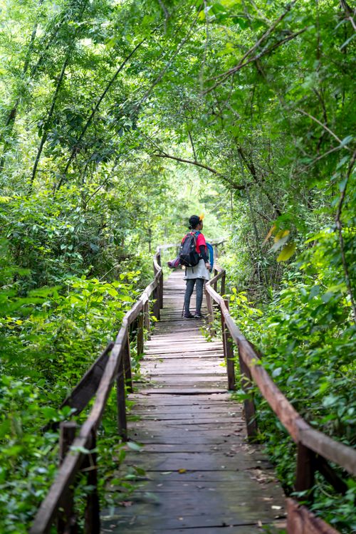 Free Back view of anonymous hiker with backpack standing on wooden footbridge with railings among green forest in nature on summer day Stock Photo