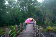 Full body of barefoot female standing on wooden walkway between green forest with tall trees while practicing asana in nature