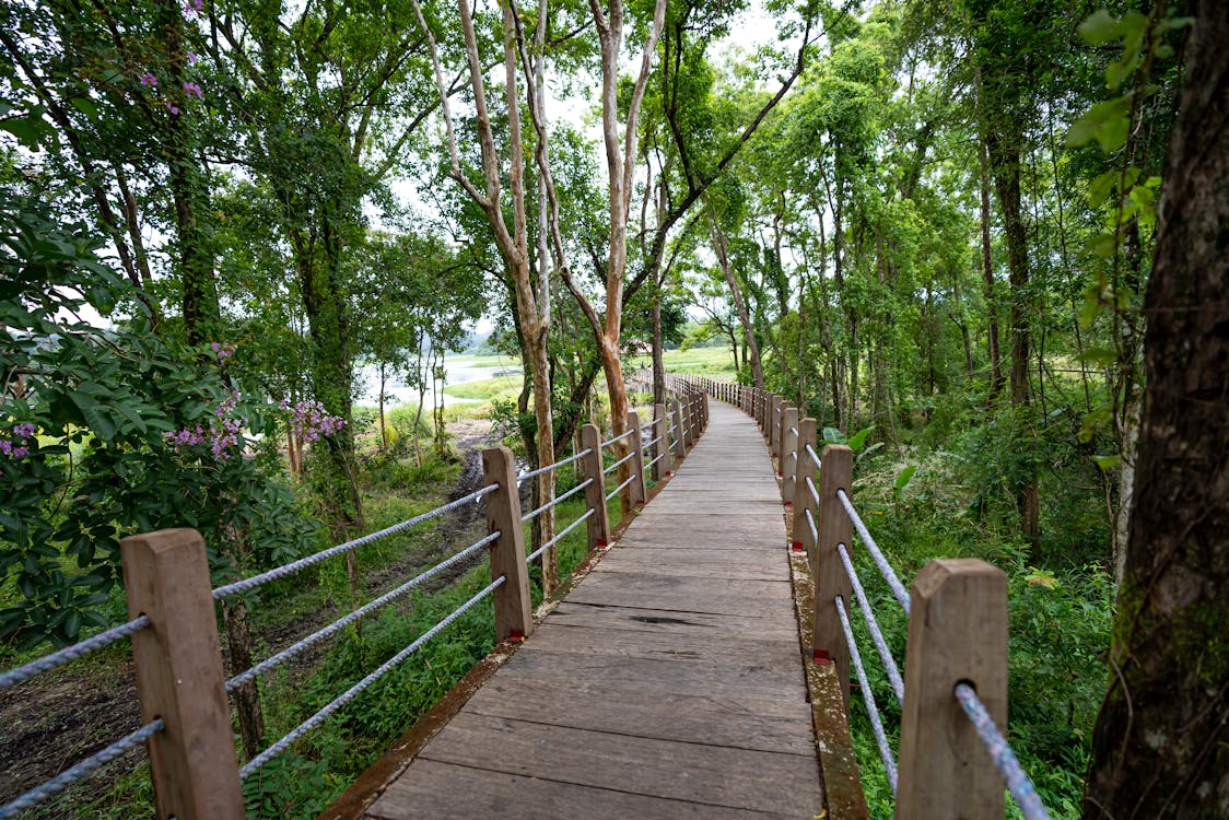 Wooden footbridge between green trees