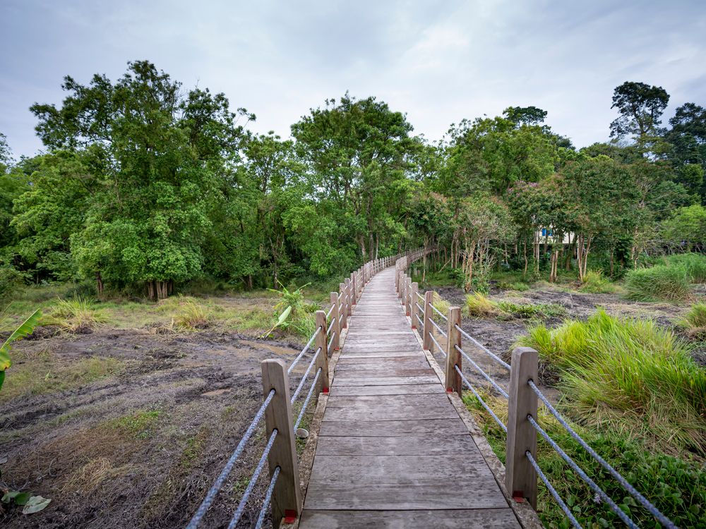 Wooden pathway and tall trees, Liberia