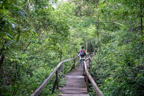 Back view of distant anonymous hiker with backpack strolling on wooden walkway with railings among lush green rainforest in nature