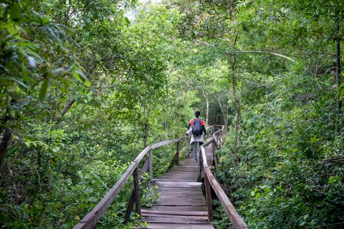 Free Back view of distant anonymous hiker with backpack strolling on wooden walkway with railings among lush green rainforest in nature Stock Photo
