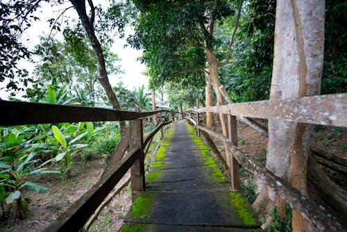 Perspective view of mossy wooden footbridge with banisters located in forest with tall green trees with lush foliage on branches