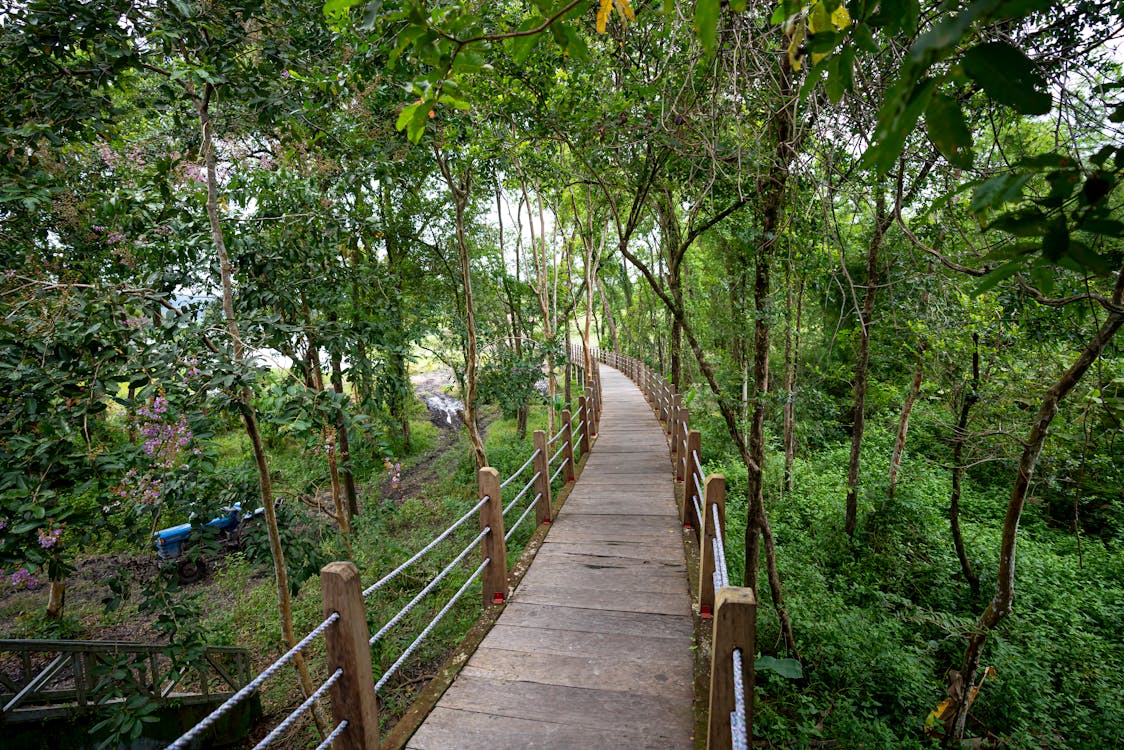Narrow footbridge between green trees