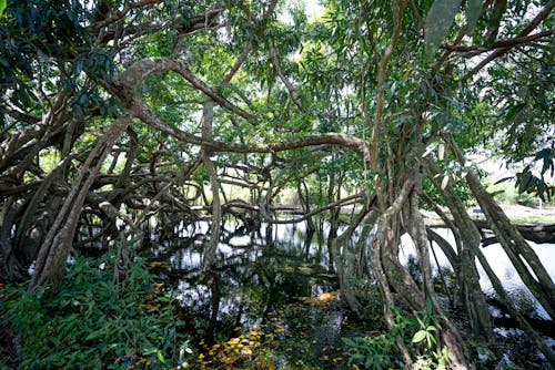 Exotic trees growing in forest near water