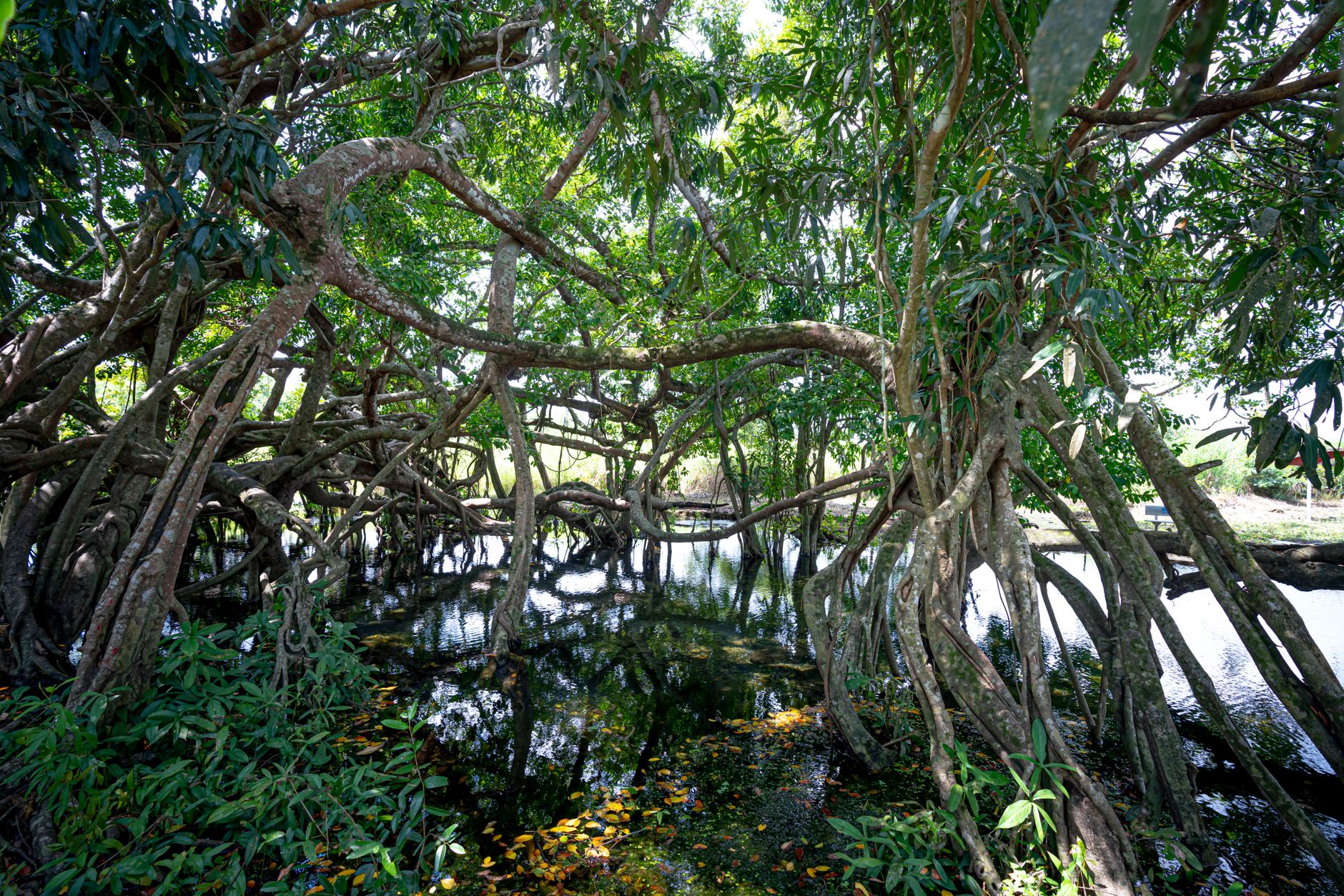 Tall trees with lush foliage and twisting thin trunks growing in green forest with lake in nature in national park