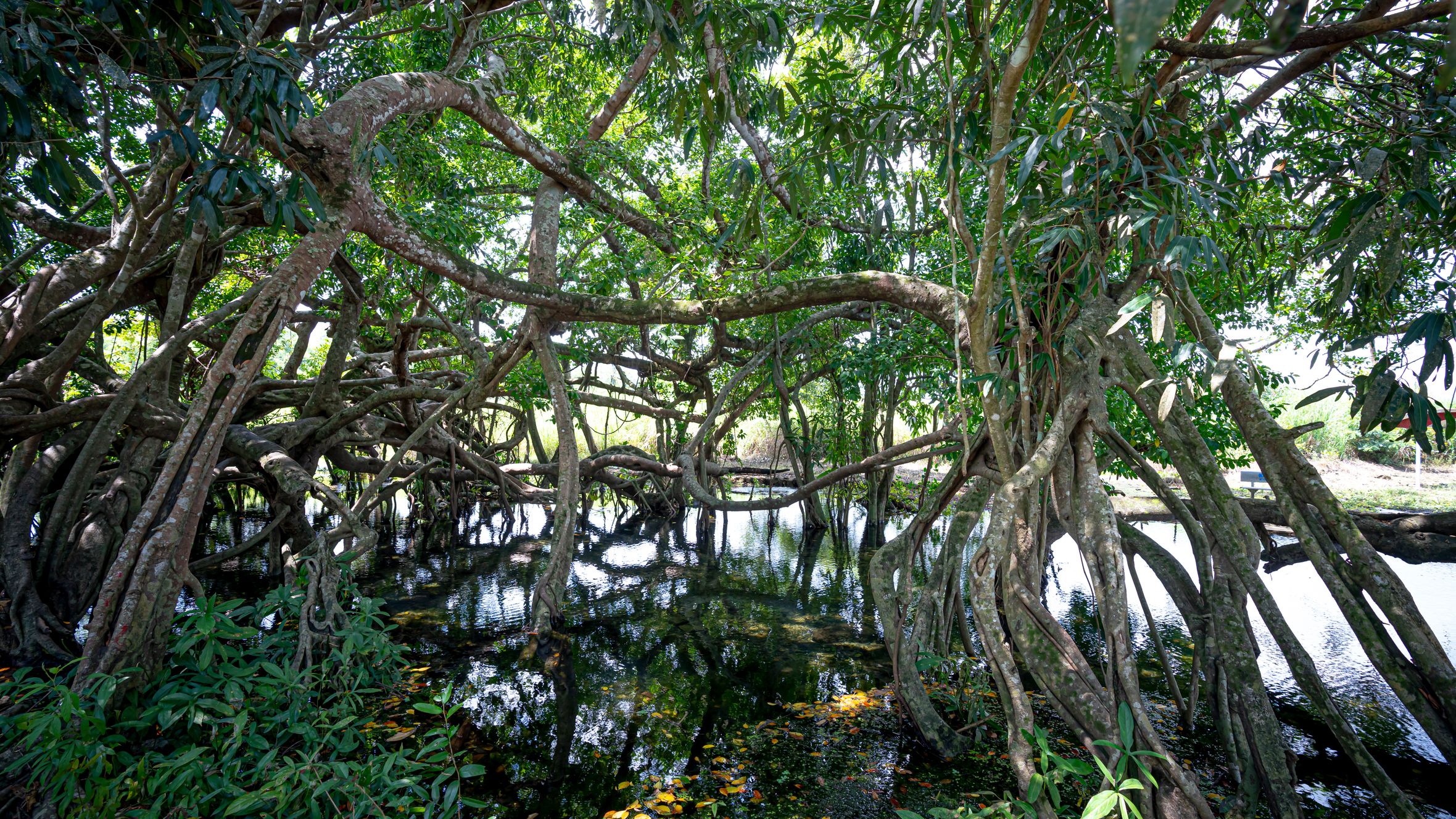 Tall trees with lush foliage and twisting thin trunks growing in green forest with lake in nature in national park