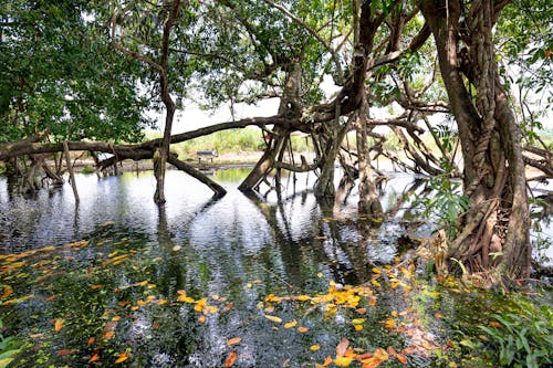 Trunks of aged trees growing in calm lake with withered leaves on water in national park Cat Tien in Vietnam