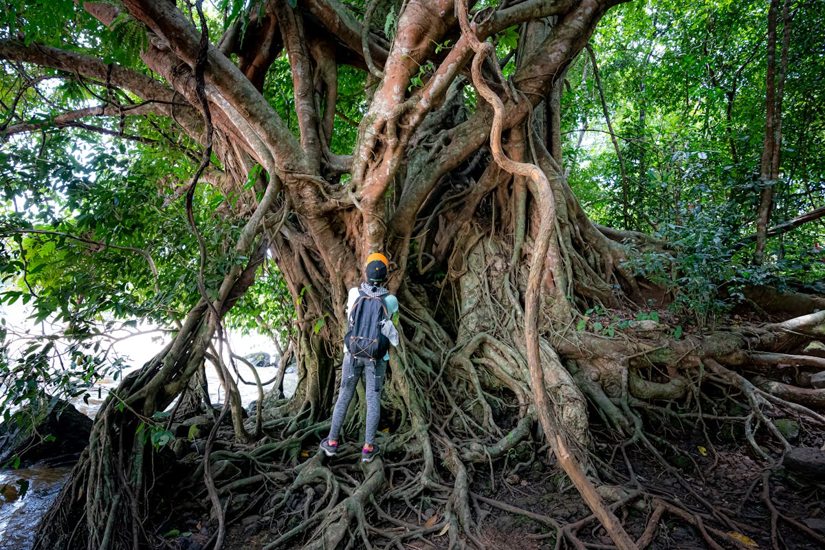 Unrecognizable traveler standing near tree