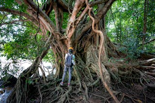 Unrecognizable traveler standing near tree