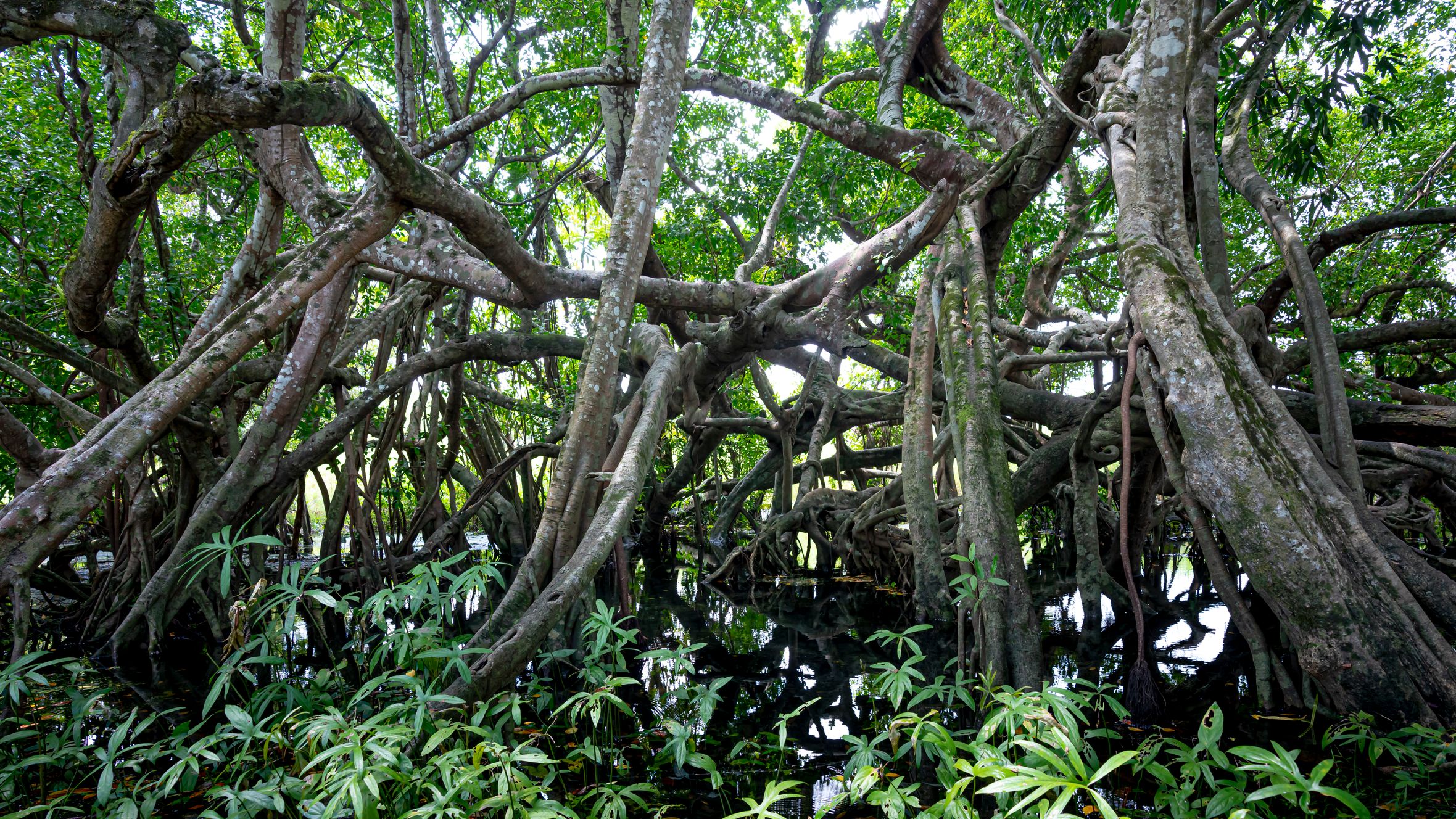 Tall trees with dried trunks growing in famous national park Cat Tien near water and green lush plants in Vietnam