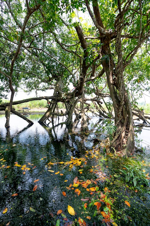 Trunks of exotic trees with green foliage growing in calm lake with leaves on water in forest of national park