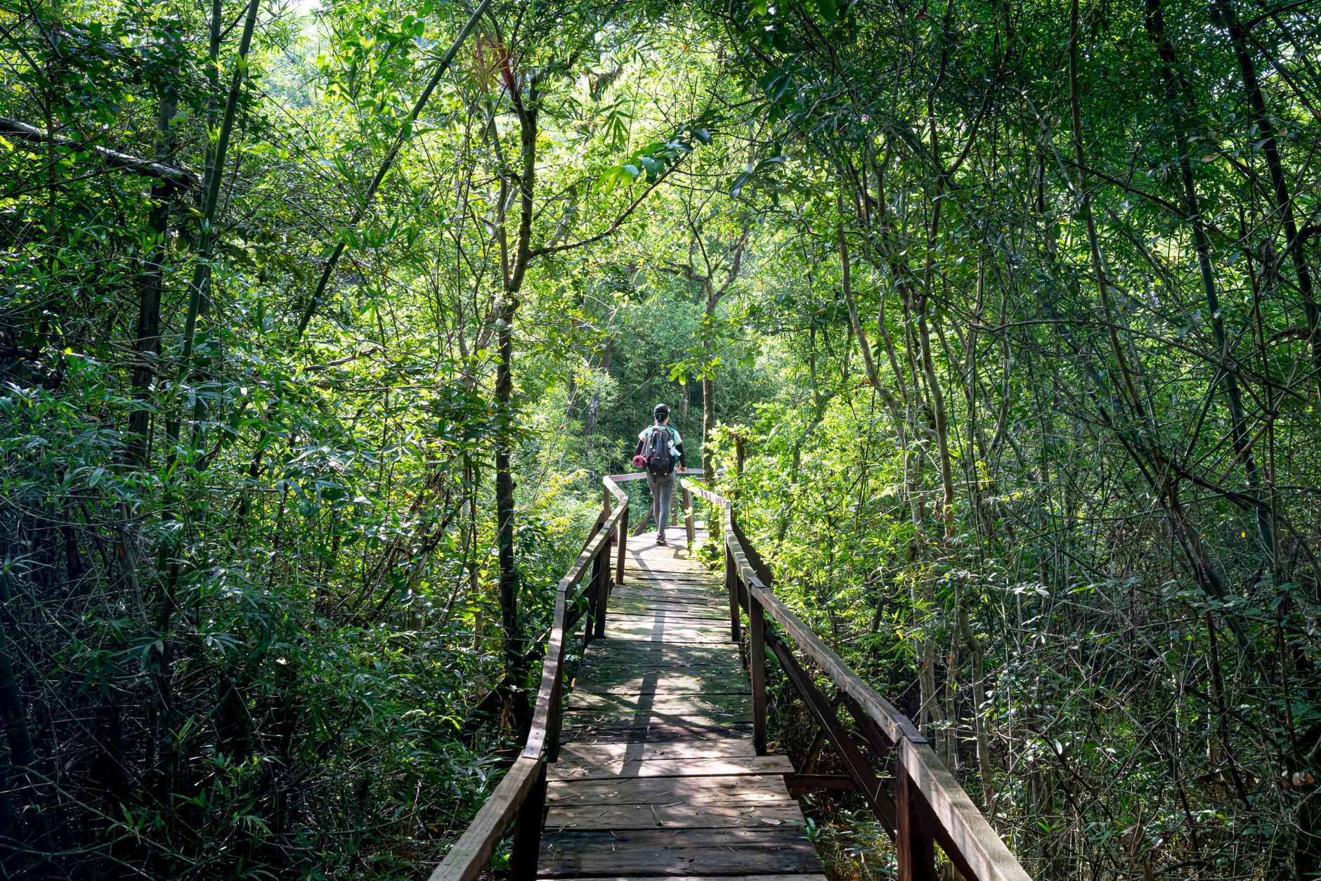 Monkeys near the boardwalk at Lekki Conservation Centre