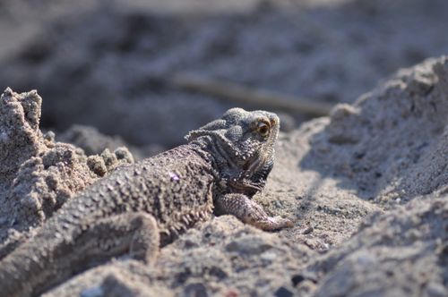Free A central bearded dragon basking in the sun on a sandy terrain. Perfect for reptile enthusiasts and nature lovers. Stock Photo