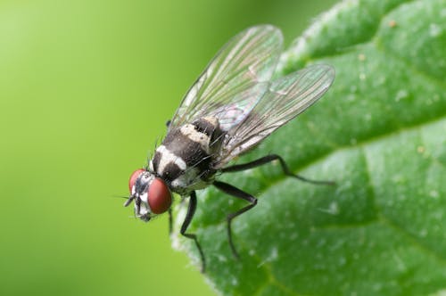 Free Black and Red Flying Insect Perched on Green Leaf Stock Photo