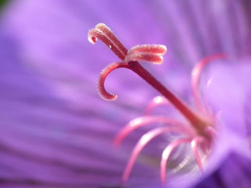 Lila Blütenblattblume