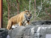 Tiger Lying on Gray Rock