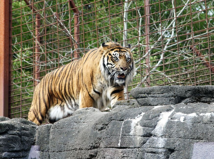 Grădina Zoologică din Danemarca Stârnește Controverse Cerând Donații de Animale Domestice pentru Hrana Prădătorilor Captivi