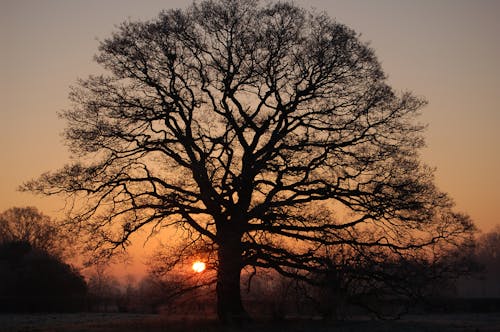 Silhouette of a Leafless Tree during Sunset