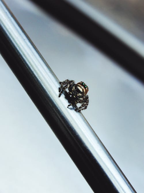 Free Creepy black spider with fluffy legs and small body crawling on metal railing Stock Photo