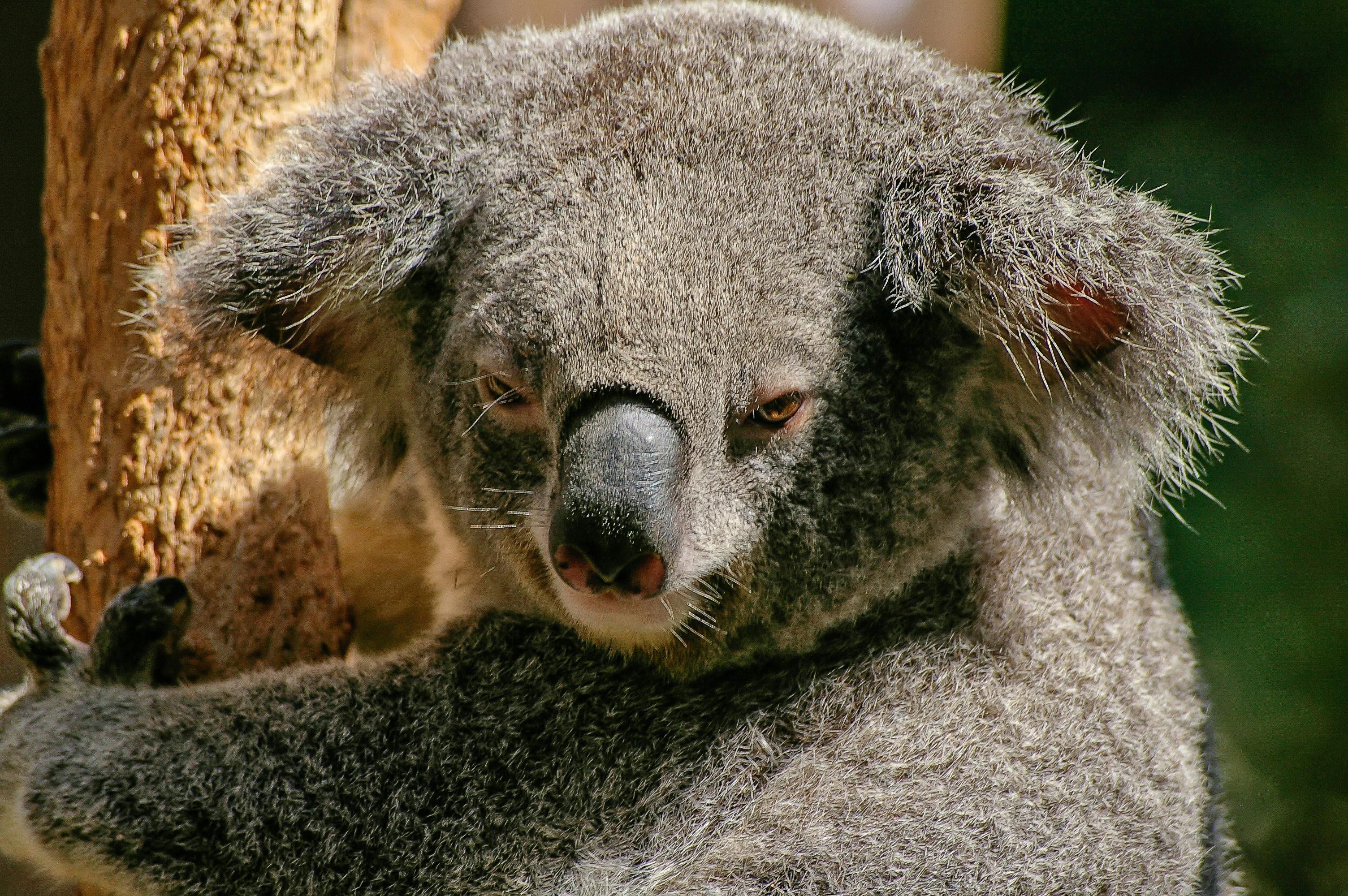 怒っているコアラのクローズアップ写真 無料の写真素材