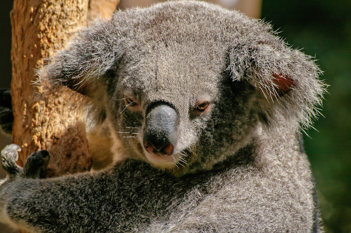 Close-up Photo of Angry Looking Koala · Free Stock Photo